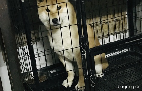 一只三岁柴犬需要找个好人家1