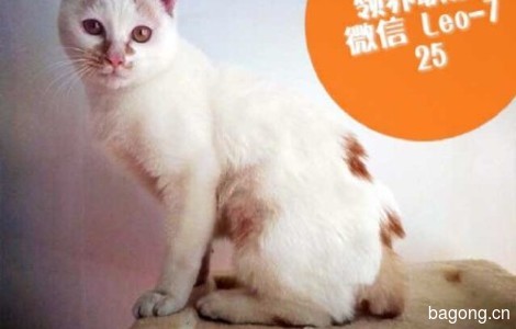 坐标上海，9只萌猫等领养，看图片，不解释！7