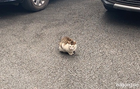 校园流浪猫求抱走0