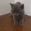 4个月乖巧小猫咪找领养