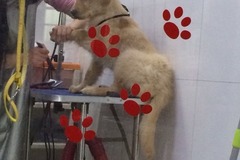 豆格秀宠物生活馆2