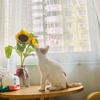 小橘猫，背后有一颗爱心图案，喜欢在窗边看风景