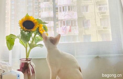 小橘猫，背后有一颗爱心图案，喜欢在窗边看风景0
