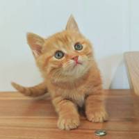 漂亮可爱的小猫咪想要找个家