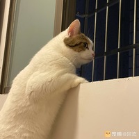 送养猫咪一只 是可爱的哥哥