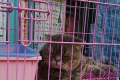 二仔猫猫生活馆2