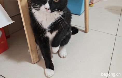 非常帅气的奶牛猫，寻找一位负责的好主人2