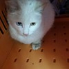 超漂亮白色猫咪，蓝眼睛+黄眼睛~