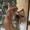 流浪猫救助，在我家阳台生了一窝小猫