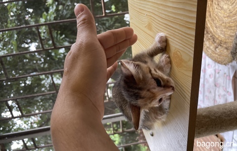 流浪猫救助，在我家阳台生了一窝小猫0