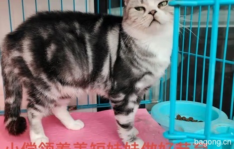 家养美短猫咪0