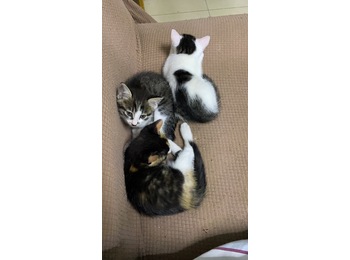 三只小奶猫两月龄等爱...