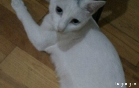 可爱白色猫咪蓝眼短毛找家2