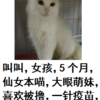 5个月的小猫咪等待领养中！