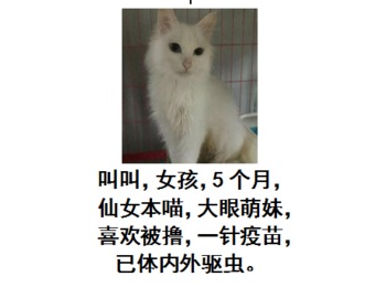 5个月的小猫咪等待领...