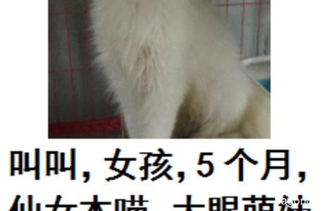 5个月的小猫咪等待领养中！0