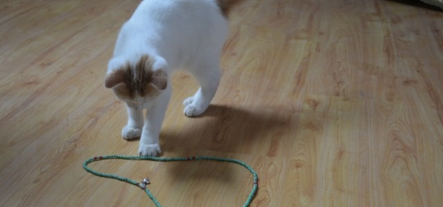 故事里的猫纯种猫会所(纯种猫体验馆)1
