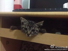 ：小刺猬的宝贝,戳进来点个赞啦~