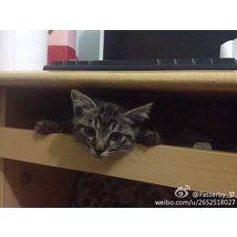 小刺猬的宝贝,戳进来点个赞啦~