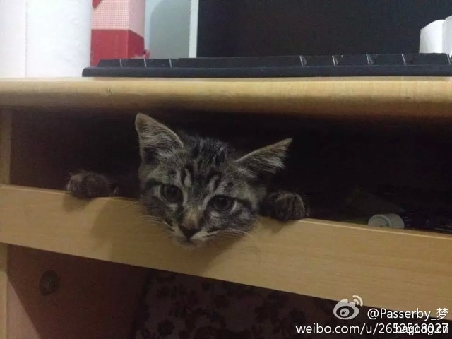 小刺猬的宝贝,戳进来点个赞啦~