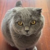 安静胆小的蓝猫找好心人领养