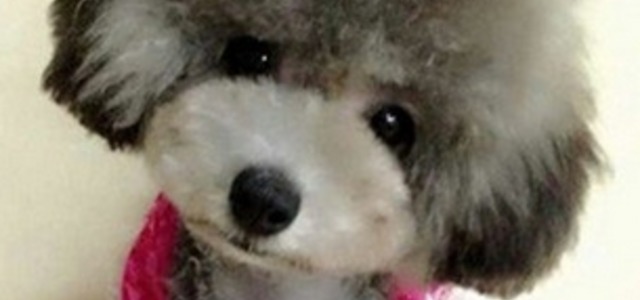 快乐摇尾1