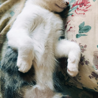 四个月大的猫仔，狸花，男娃女娃各一