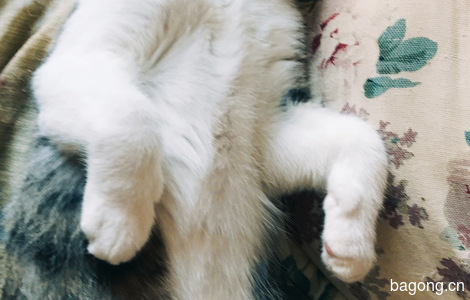 四个月大的猫仔，狸花，男娃女娃各一0