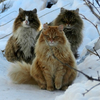 挪威森林猫