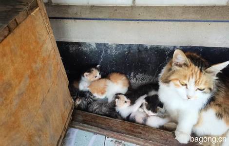 可爱猫咪领养1
