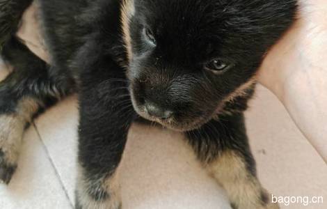 田园犬宝宝寻找幸福的家1