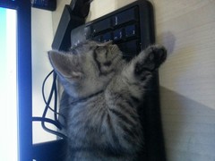 虎斑公主：爱睡键盘的小家伙