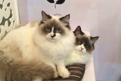 彩虹猫屋5