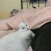 我有一只小白猫跪求抱走