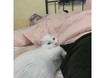 我有一只小白猫跪求抱...