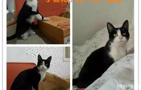 三只可爱猫咪等你抱走！急！联系方式见内页！2