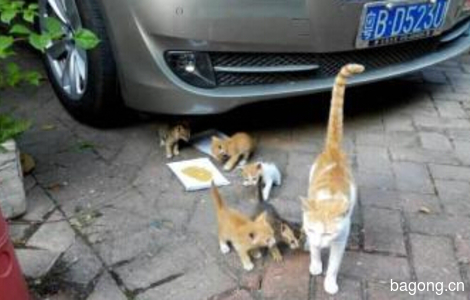 深圳流浪小猫求领养。2