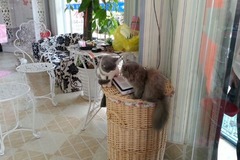 彩虹猫屋2