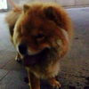 【失狗招领】逸天广场小区捡到一只型似松狮的狗