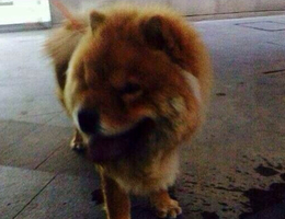 【失狗招领】逸天广场小区捡到一只型似松狮的狗
