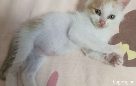 可爱小猫眯一个月大, 爱心送养4