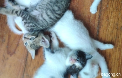 五只刚出生两个月的小猫无偿赠送1