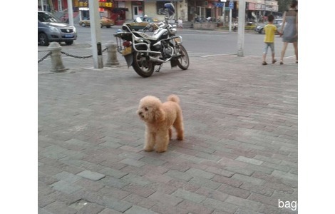 泰迪犬香槟色