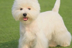 高非犬舍1