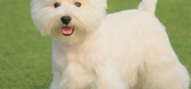 高非犬舍1