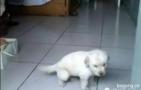 爱狗【点点】金毛犬已经五个月了...