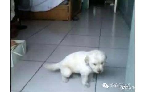 爱狗【点点】金毛犬已经五个月了...