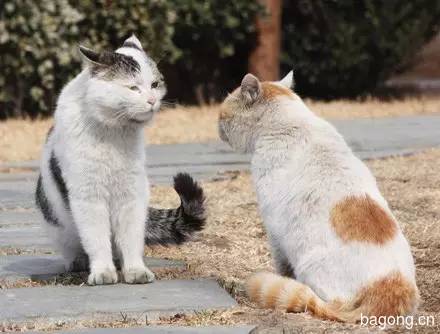 2015可爱猫图集8