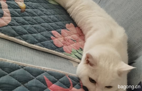 一只纯白色母猫，已绝育4