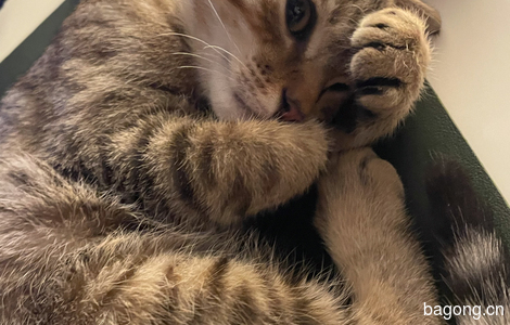 上海流浪小猫免费领养1